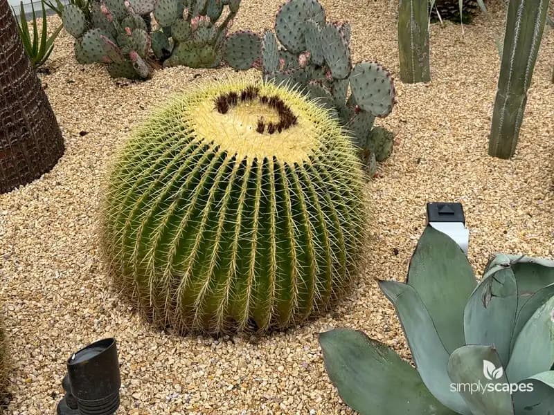 Golden Barrel Cactus — photo 1