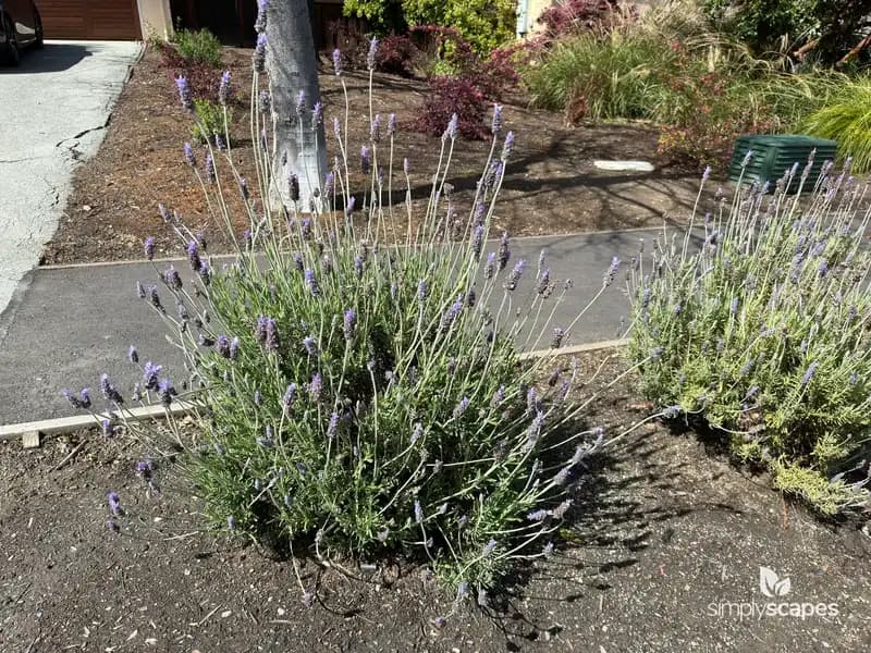 French Lavender — photo 1