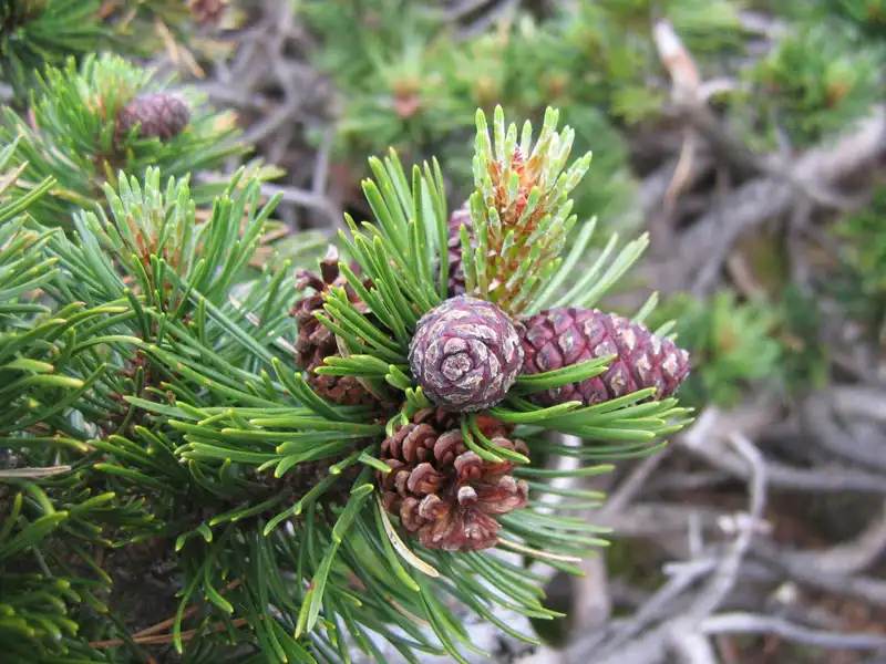 Mugo Pine — photo 1