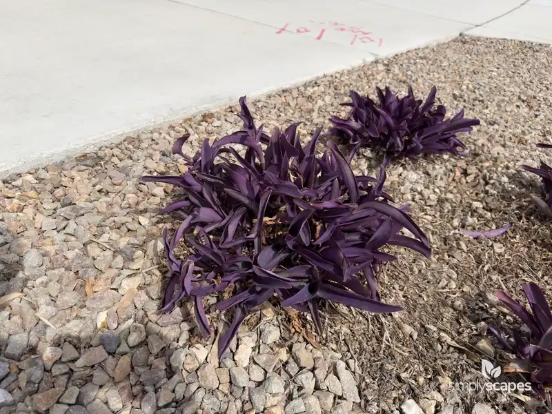 Spiderwort (Tradescantia) — photo 1