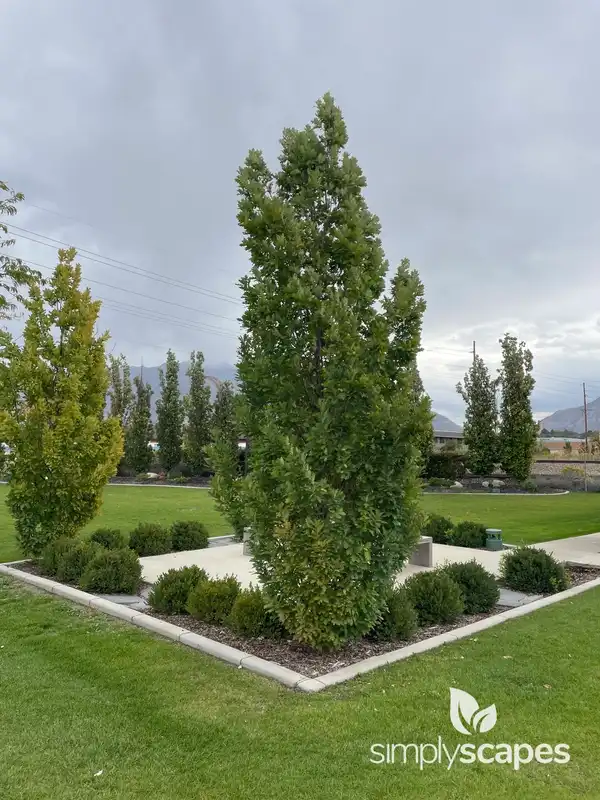 English Oak — photo 1
