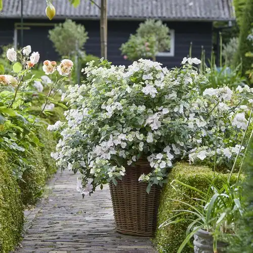 Fairytrail Bride® Cascade Hydrangea — photo 1