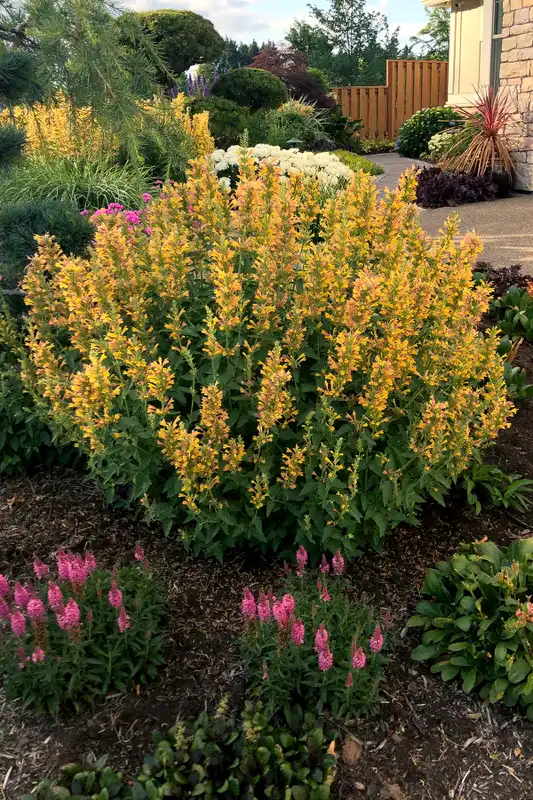 POQUITO® Butter Yellow Agastache — photo 1