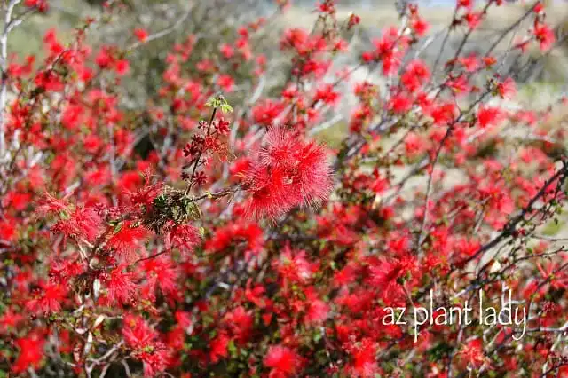 Baja Fairy Duster — photo 1