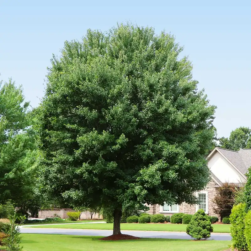 Brandywine Red Maple — photo 1