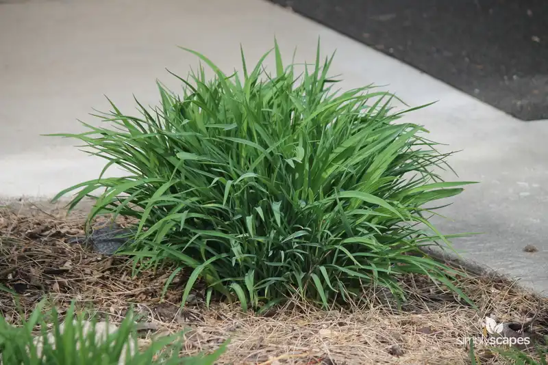 Daylilly — photo 1