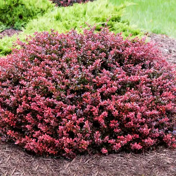 Crimson Pygmy Barberry — photo 1