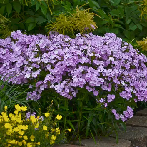 'Opening Act' Blush' Phlox — photo 1