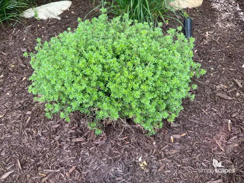 Shrubby cinquefoil — photo 1