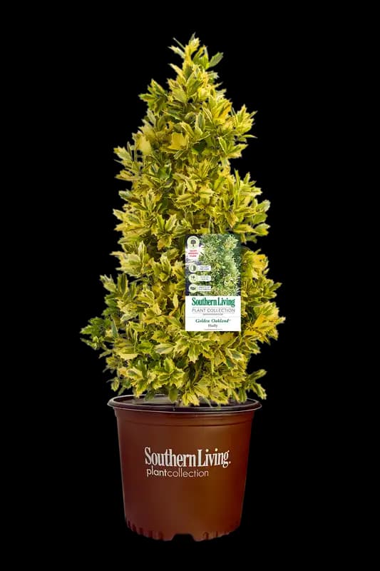 Ilex Golden Oakland® — photo 1