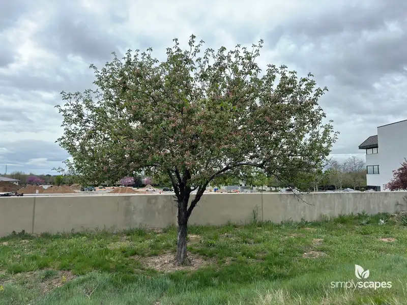 Prairie Crabapple Tree — photo 1