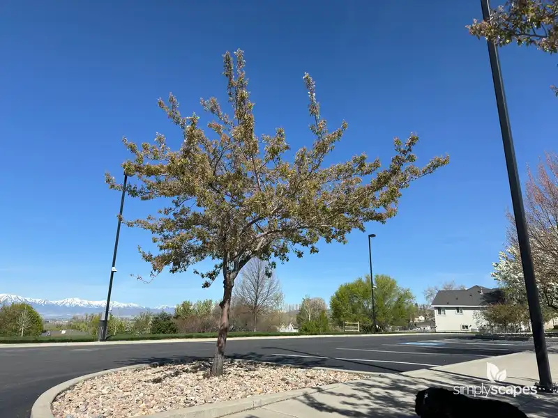 Saskatoon Serviceberry Tree — photo 1