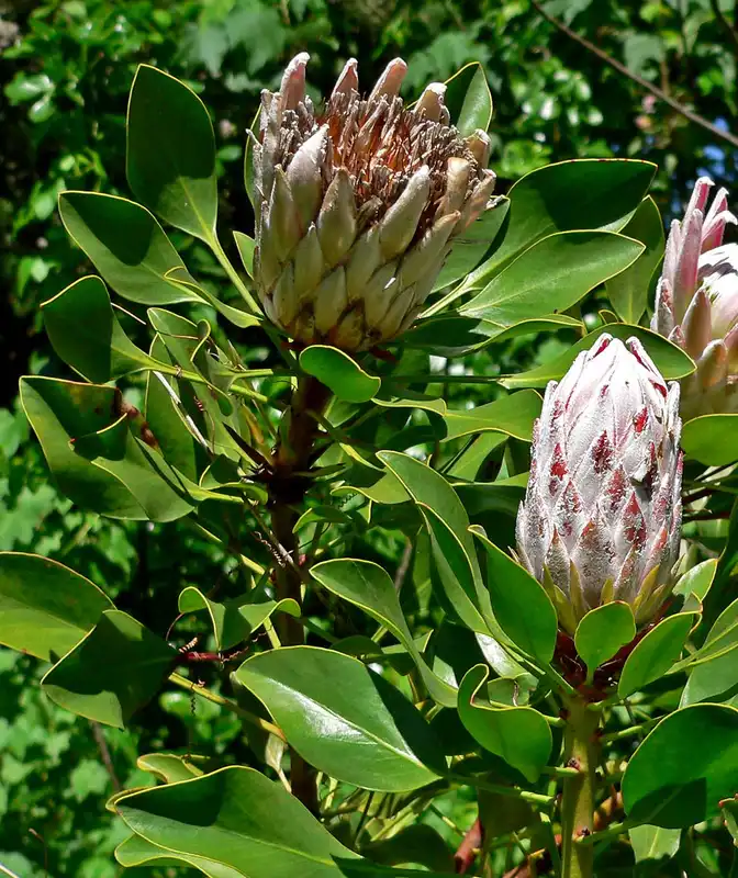 King Protea — photo 1