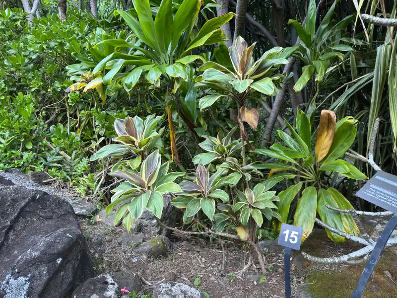 Frangipani — photo 1