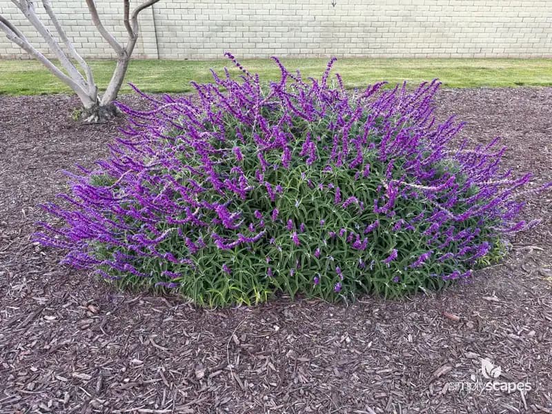 Mexican Bush Sage — photo 1