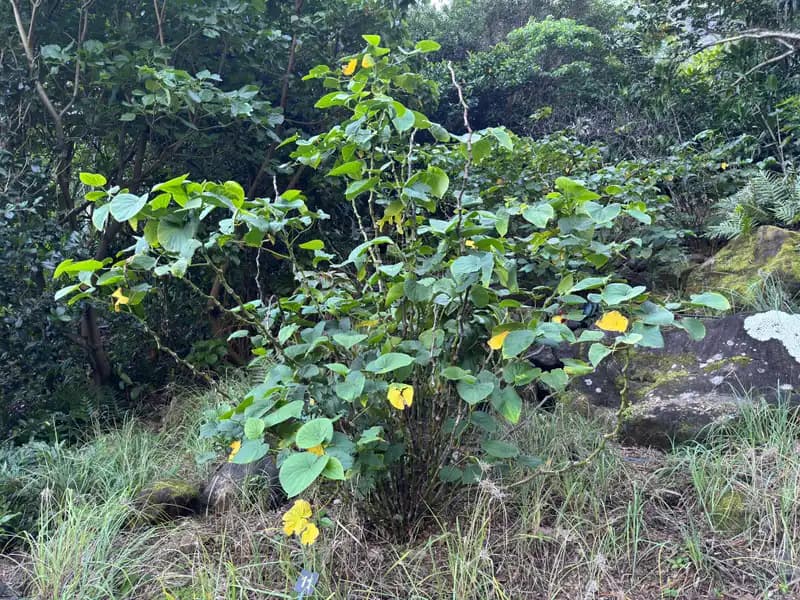ʻAwa (Kava) — photo 1