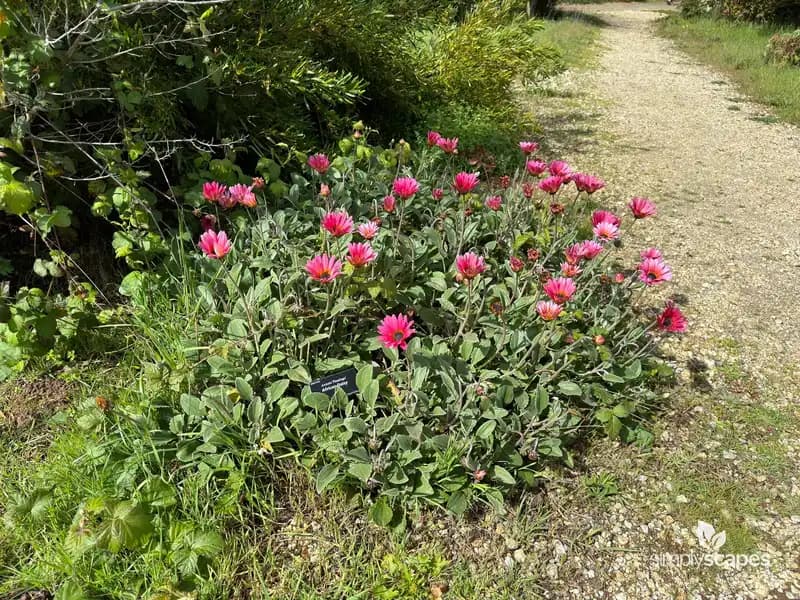 MAJEC™ Flamingo - Arctotis X hybrida — photo 1