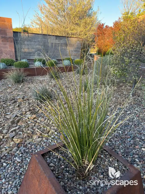 Sacahuista or Beargrass — photo 1