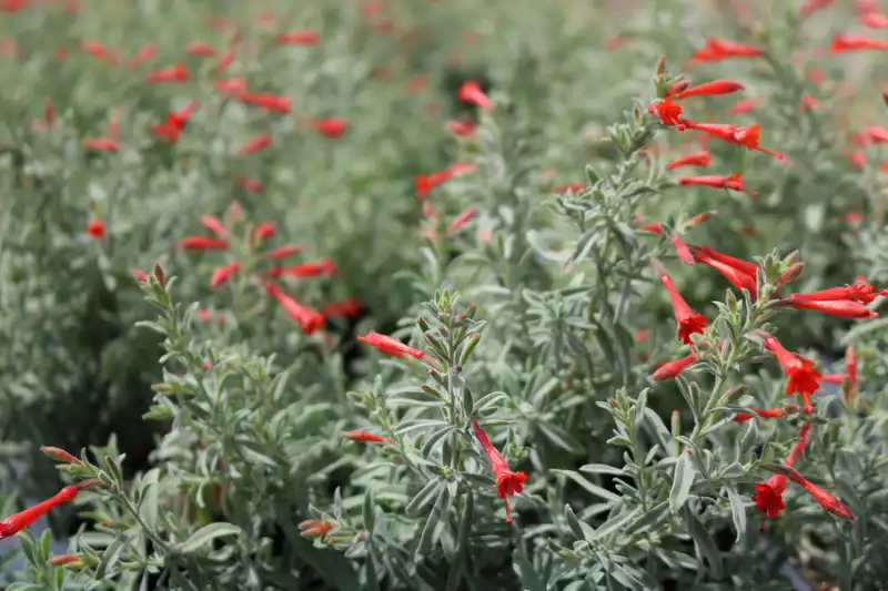 Stardust Hummingbird Trumpet (Zauschneria) — photo 1