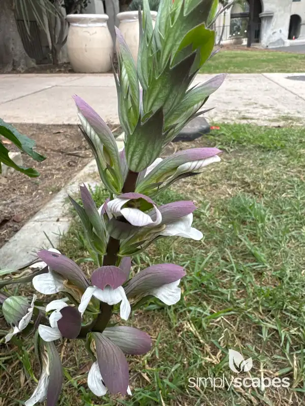 Acanthus — photo 1