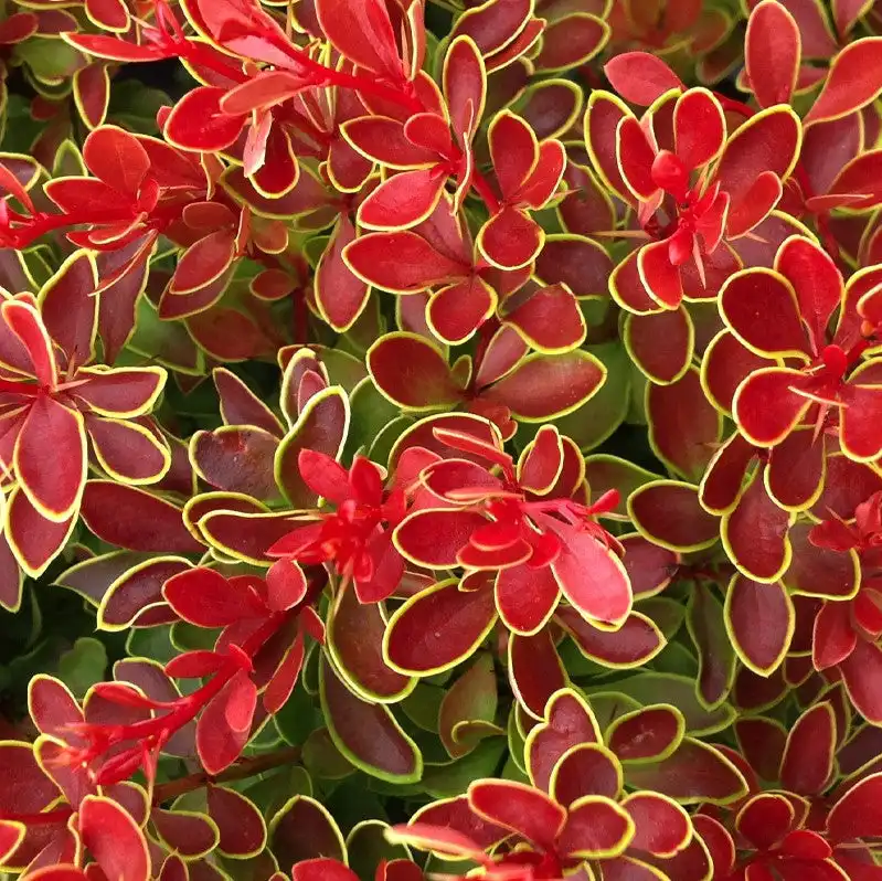 Admiration Barberry — photo 1