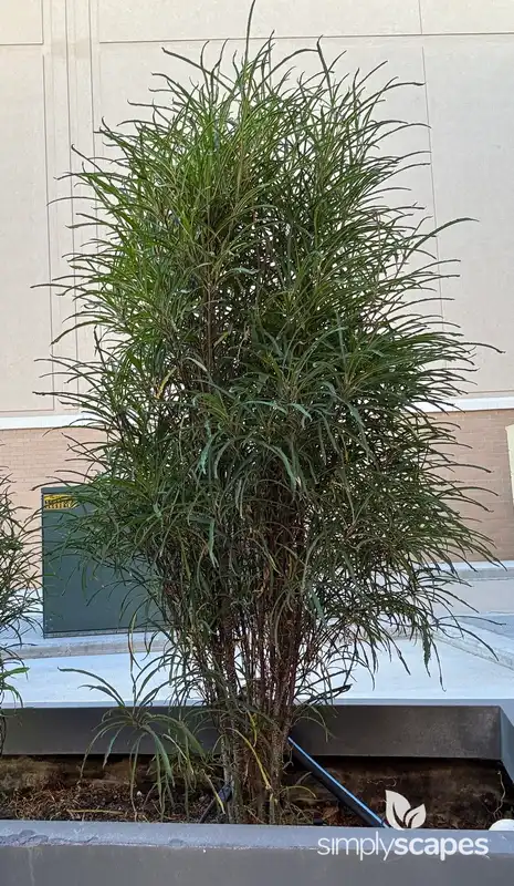 Fine Line® Buckthorn — photo 1