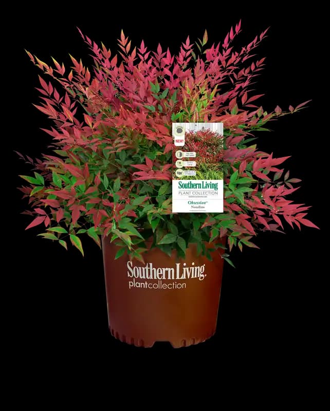 Nandina Obsession™ — photo 1