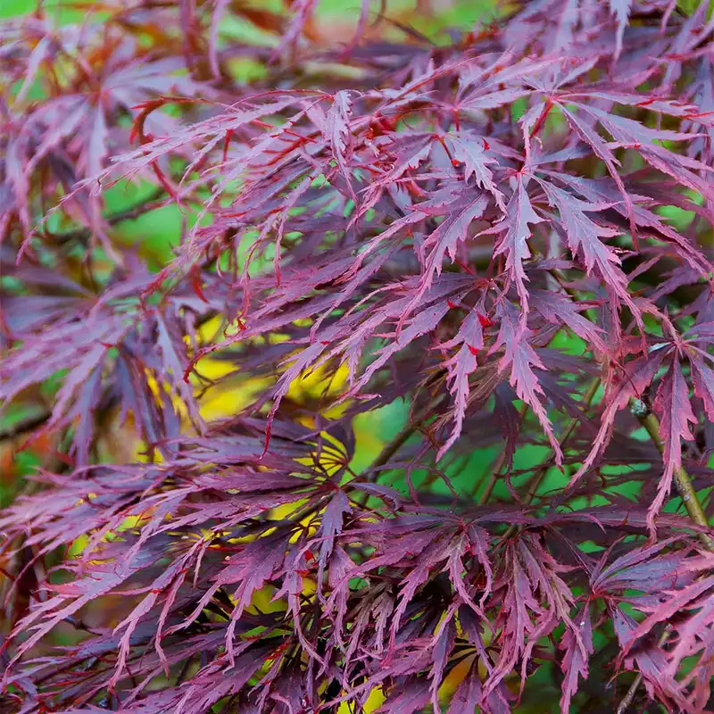 Tamukeyama Japanese Maple Tree — photo 1