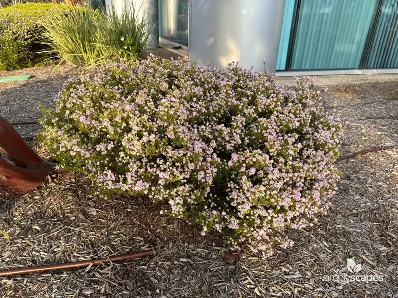 Moss Campion — photo 1