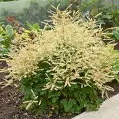 Chantilly Lace Goatsbeard — photo 1