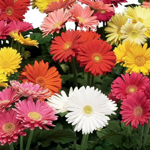 Gerbera Daisy — photo 1