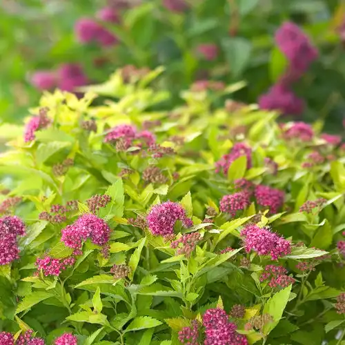 Double Play® Gold Spirea — photo 1