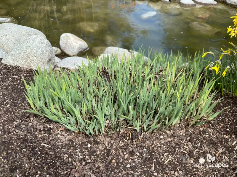 Yellow Flag Iris — photo 1