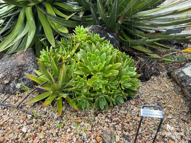 Agave Plant — photo 1