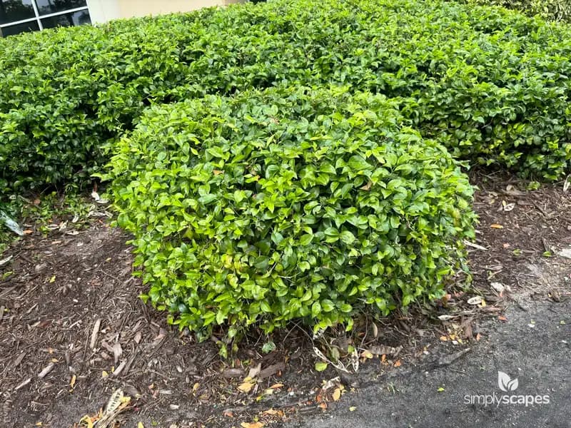 Japanese Privet — photo 1