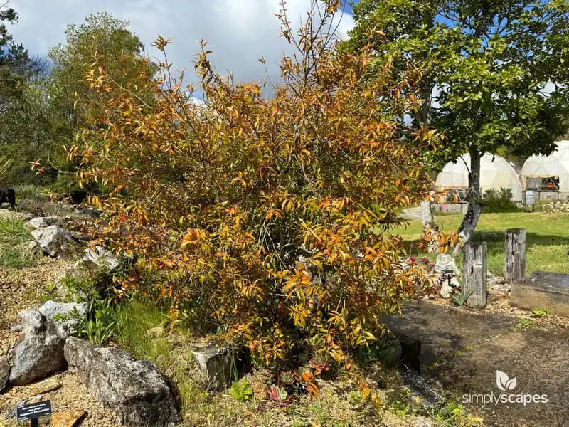 Himalayan Boxwood — photo 1