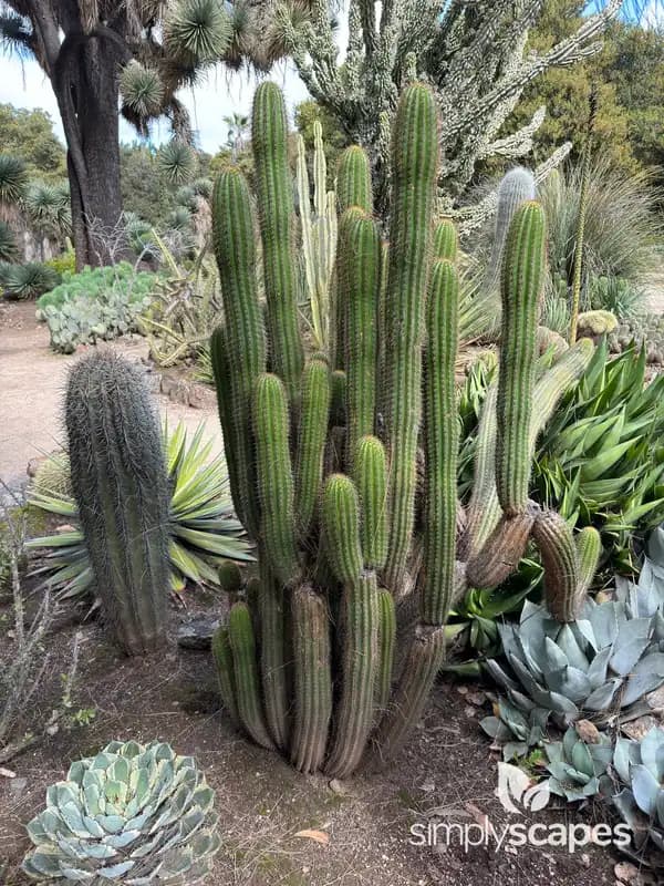 Organ Pipe Cactus — photo 1