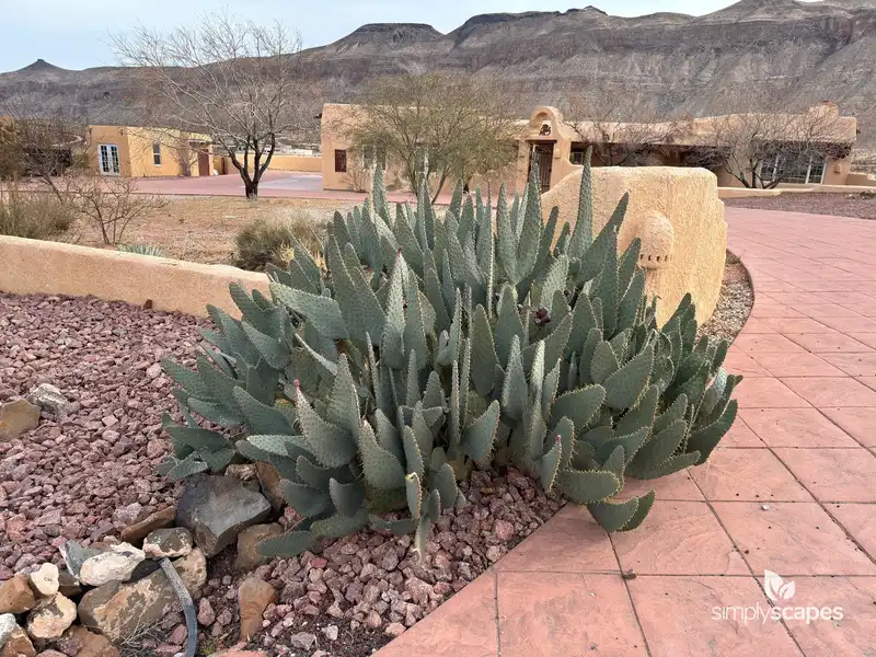 Beavertail Cactus — photo 1