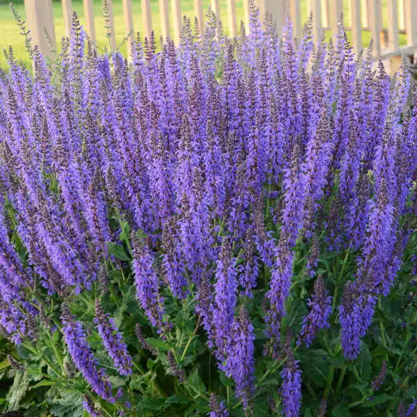 May Night Meadow Sage — photo 1