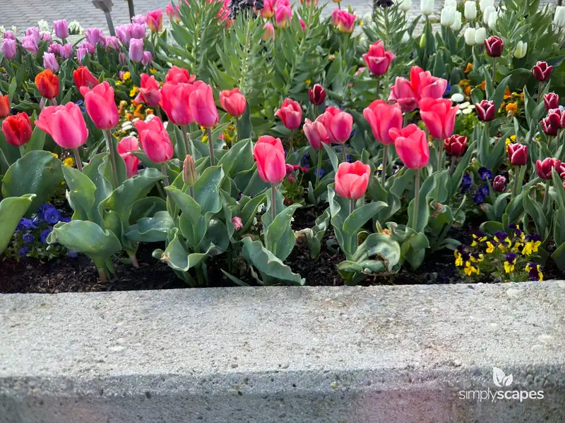 Tulip 'Barre Alta' — photo 1