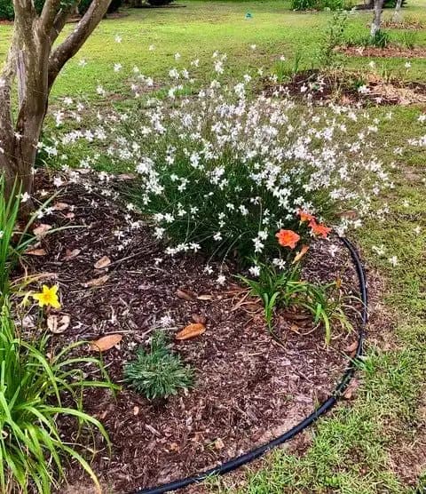 Whirling Butterflies — photo 1