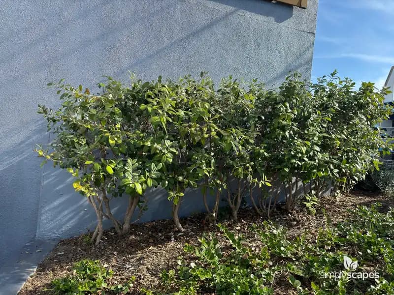 Pineapple Guava — photo 1