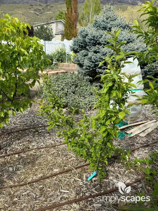 Autumn olive — photo 1