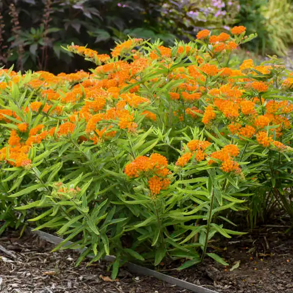 Butterfly Weed (Tuberosa) — photo 1