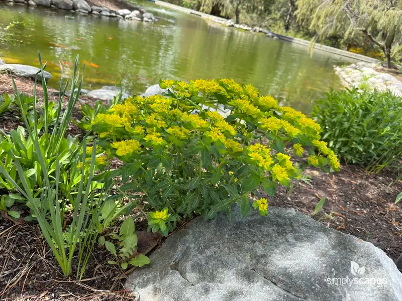Eggleaf spurge — photo 1