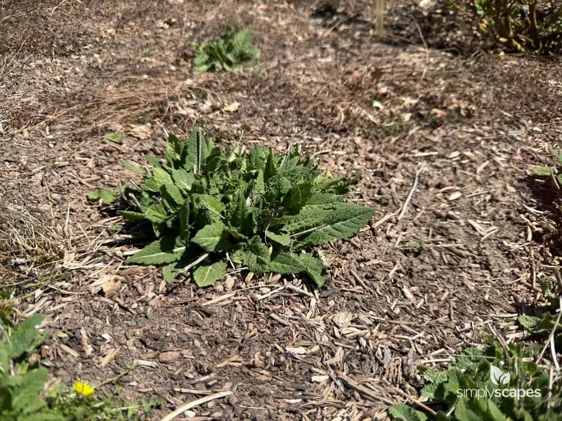 Meadow Sage — photo 1