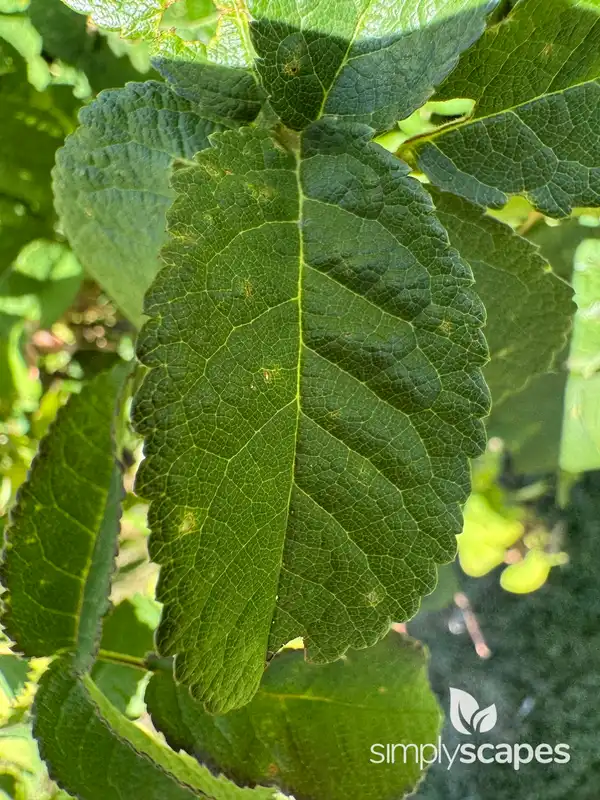 Redleaf Rose — photo 1