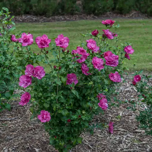 Magenta Chiffon® Rose of Sharon — photo 1
