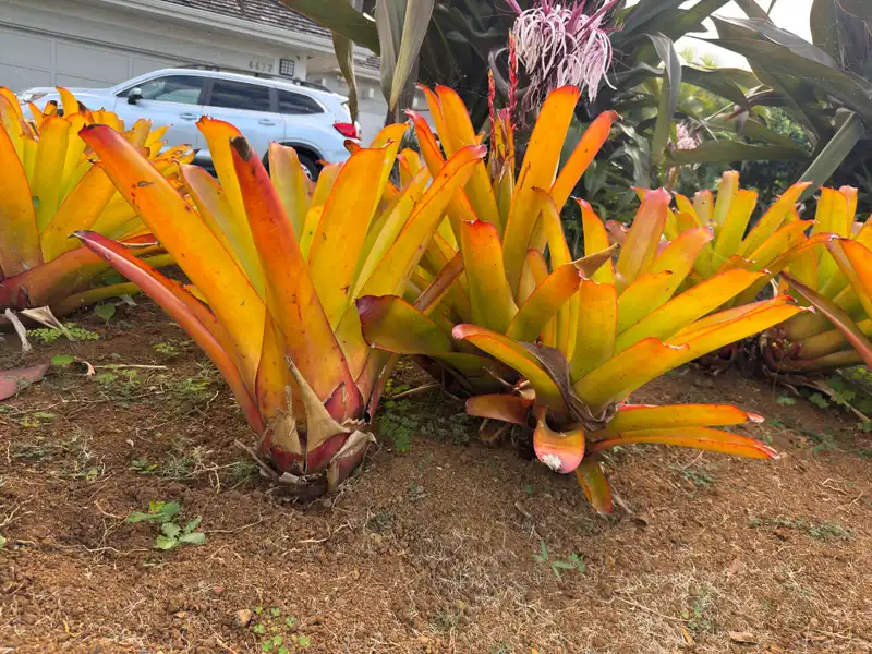 Orangeade Bromeliad — photo 1