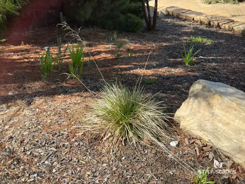 Tufted Hairgrass Plant — photo 1